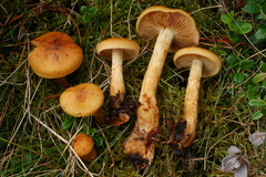 Aureonarius callisteus