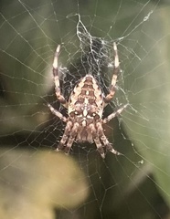 Araneus diadematus