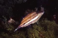 Meuschenia venusta