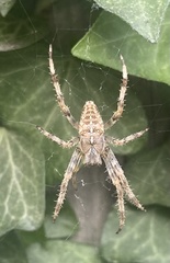 Araneus diadematus
