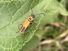 Chauliognathus pensylvanicus
