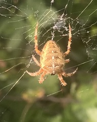 Araneus diadematus