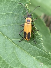 Chauliognathus pensylvanicus