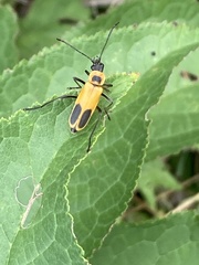 Chauliognathus pensylvanicus