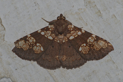 Saroba pustulifera