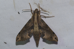 Eupanacra mydon