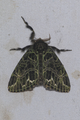 Ilema melanochlora