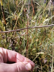 Juncus stygius