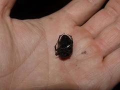 Oplostomus fuligineus