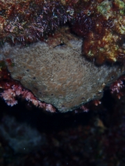 Irciniidae