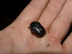 Oplostomus fuligineus