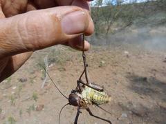 Acanthoplus longipes