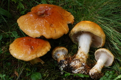 Cortinarius saginus