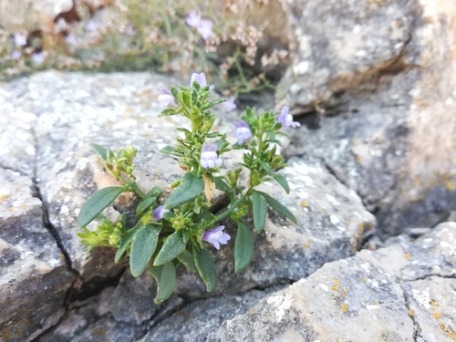 Medićolike (Lamiales)