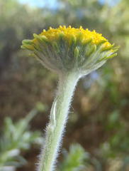 Schistostephium umbellatum