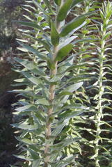 Schistostephium umbellatum