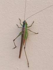 Conocephalus ictus