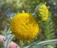 Schistostephium umbellatum