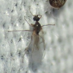 Lestremiinae