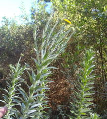 Schistostephium umbellatum