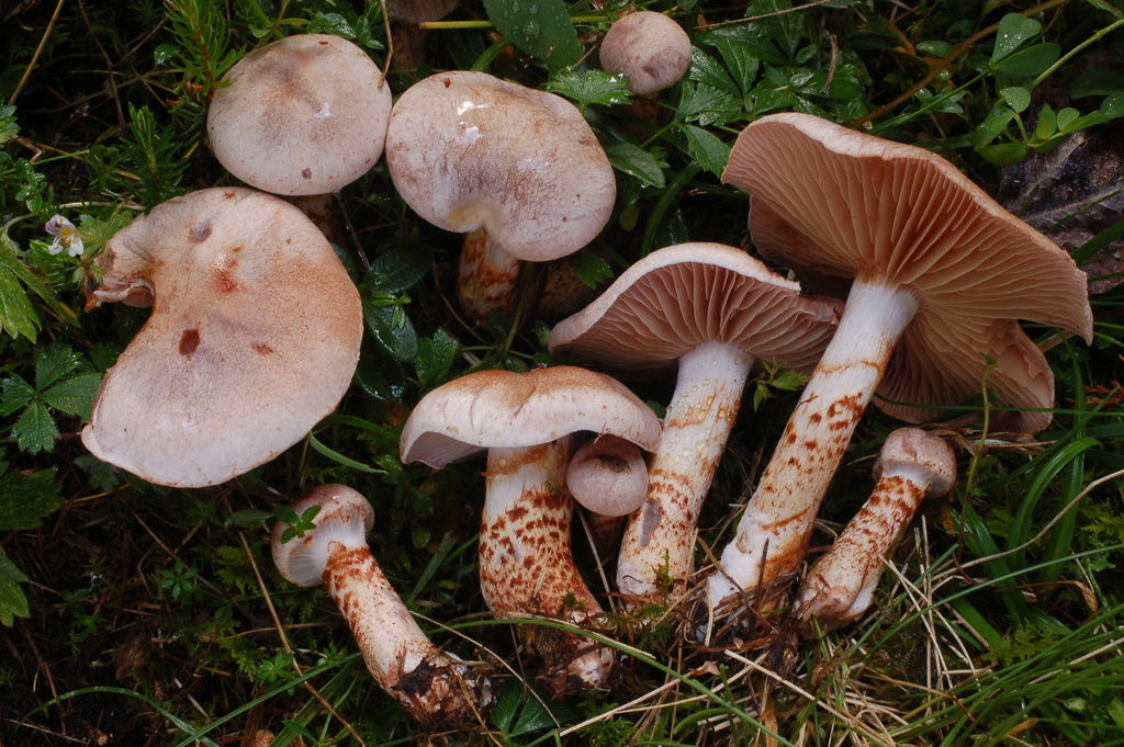 freckled webcap