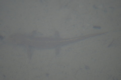 Calotriton asper