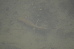 Calotriton asper
