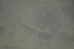 Calotriton asper