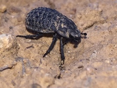 Trox perlatus