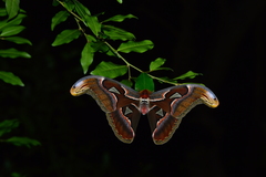 Attacus