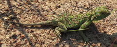 Agama hispida