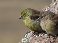 Crithagra symonsi