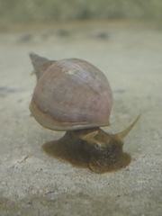 Lymnaea stagnalis