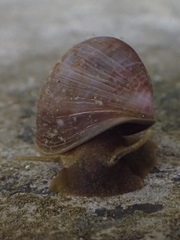 Lymnaea stagnalis