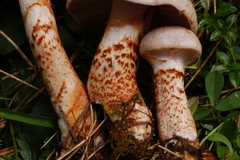 Cortinarius spilomeus