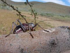Acanthoplus discoidalis