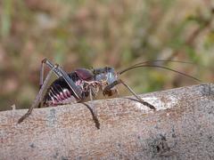 Acanthoplus discoidalis