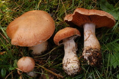 Cortinarius laniger