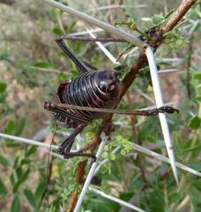Acanthoplus discoidalis