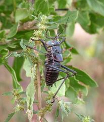 Acanthoplus discoidalis