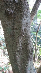 Tabernaemontana elegans