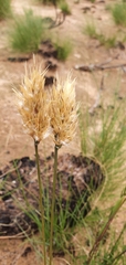 Geochloa