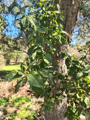 Schinus latifolia