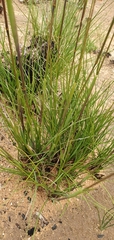 Geochloa