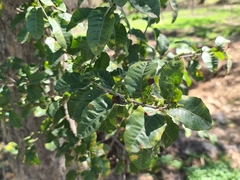 Schinus latifolia