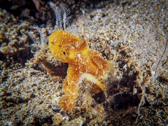 Amphioctopus siamensis