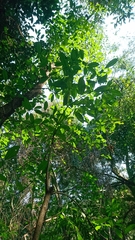 Tabernaemontana elegans