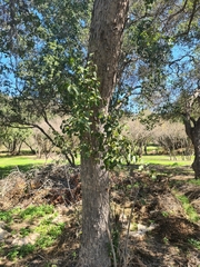 Schinus latifolia