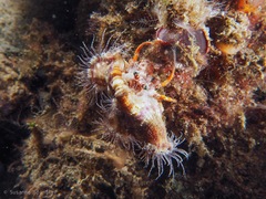 Dardanus pedunculatus image