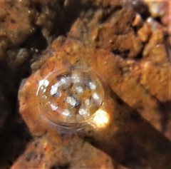 Potamopyrgus antipodarum